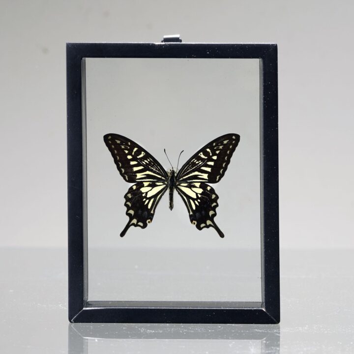 Beautiful Handmade Butterfly Box - Black