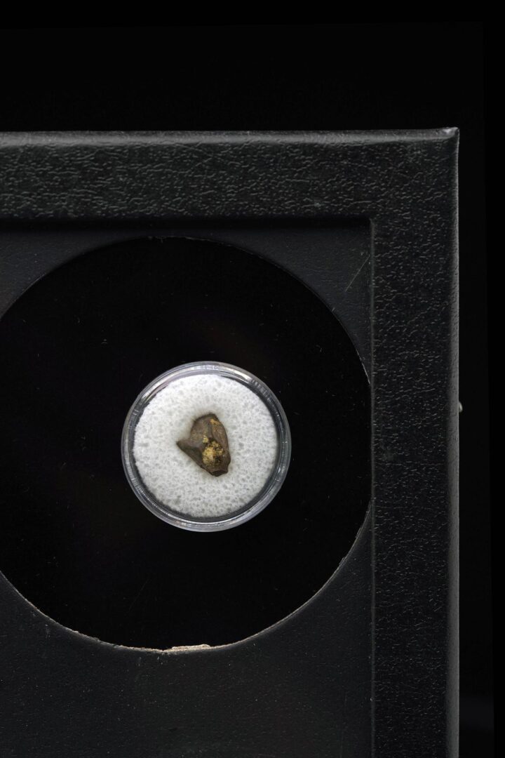 Triceratops Tooth Fossil in Collector's Box - Image 2