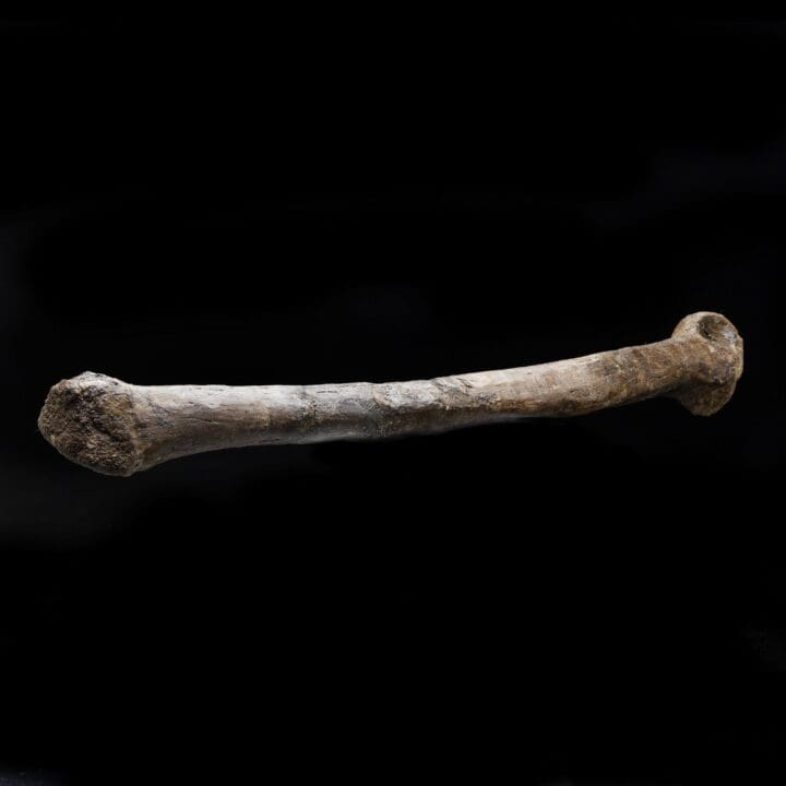 Troodon Formosus Metatarsal – 226.8 Grams - Image 3