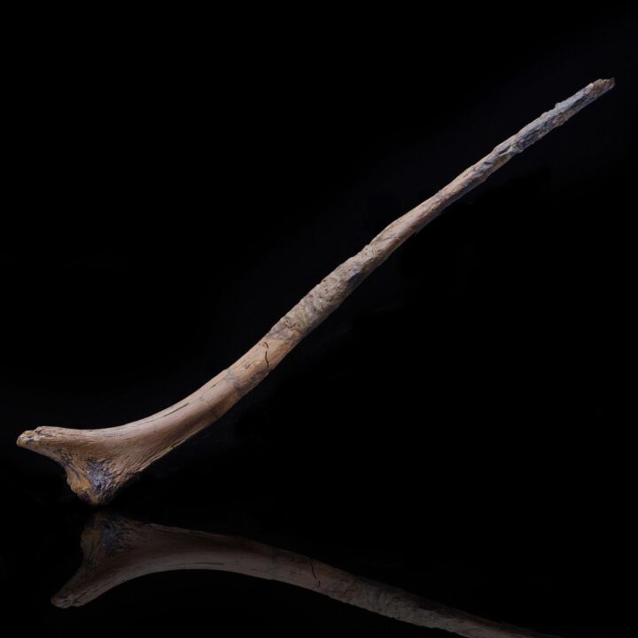 Hadrosaur Cervical Rib – 133 g