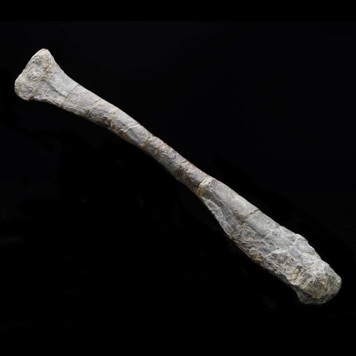 Juvenile Hypacrosaur Radius – 203 g - Image 3