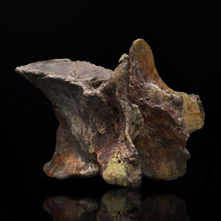 Allosaurus Dorsal Vertebra // 150 Million Years Old - Image 3