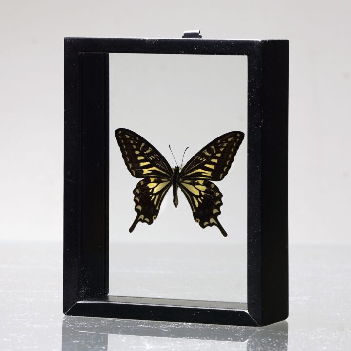 Beautiful Handmade Butterfly Box - Black - Image 4