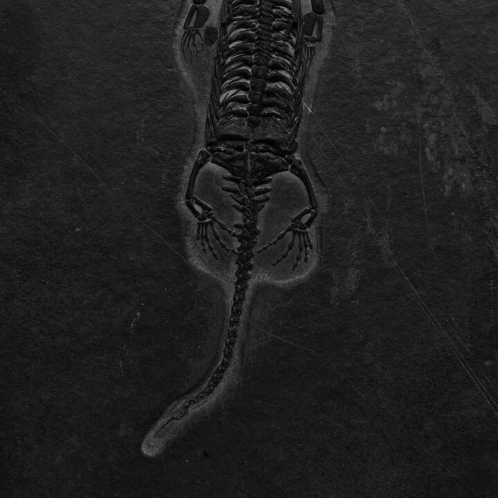 Keichousaurus Fossil - Image 5