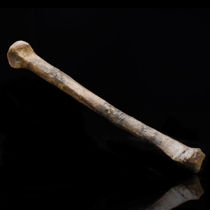 Troodon Formosus Metatarsal – 226.8 Grams