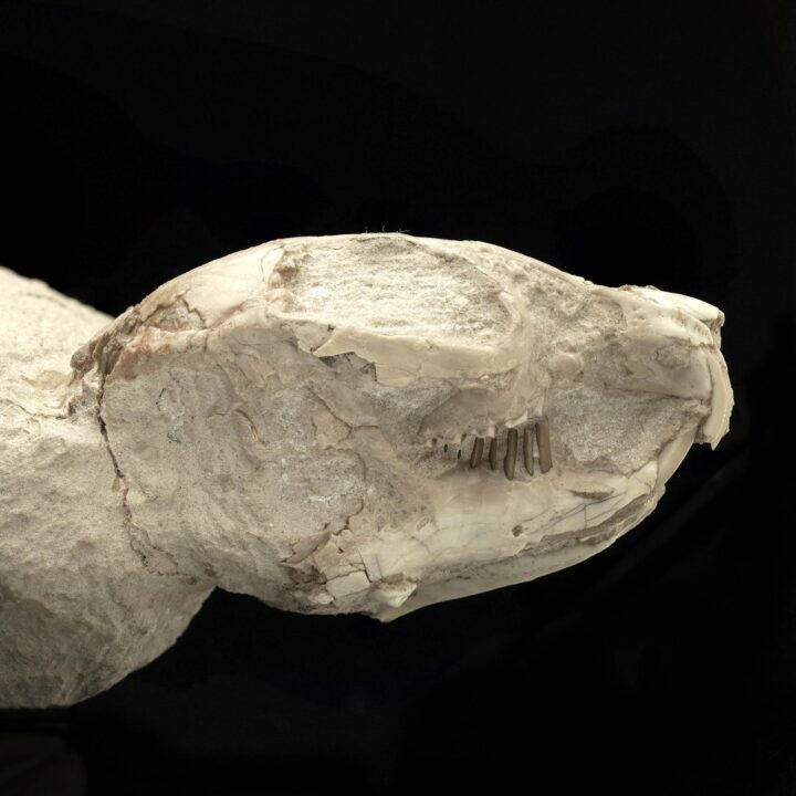 Palaeolagus Rabbit - Image 3