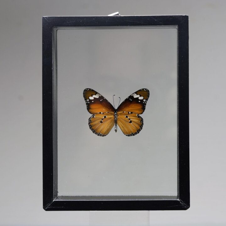 Beautiful Handmade Butterfly Box - Brown/Black