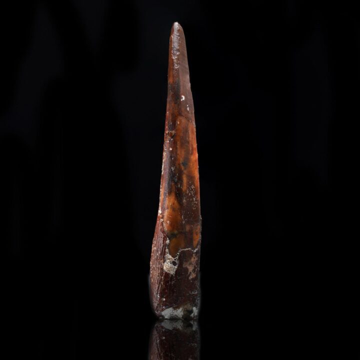 Pterosaur Tooth // Sirrocopteryx Moroccensis // 2 Grams - Image 3