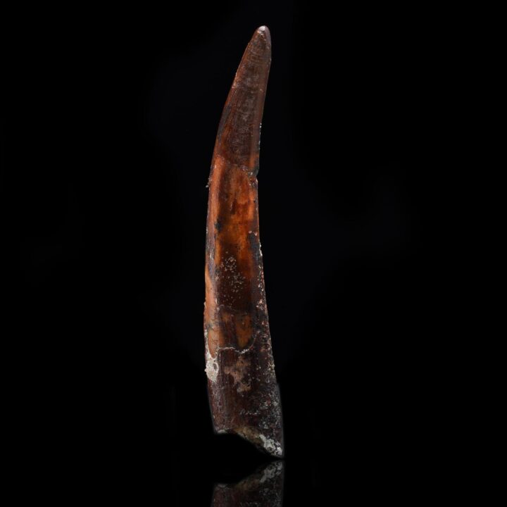 Pterosaur Tooth // Sirrocopteryx Moroccensis // 2 Grams