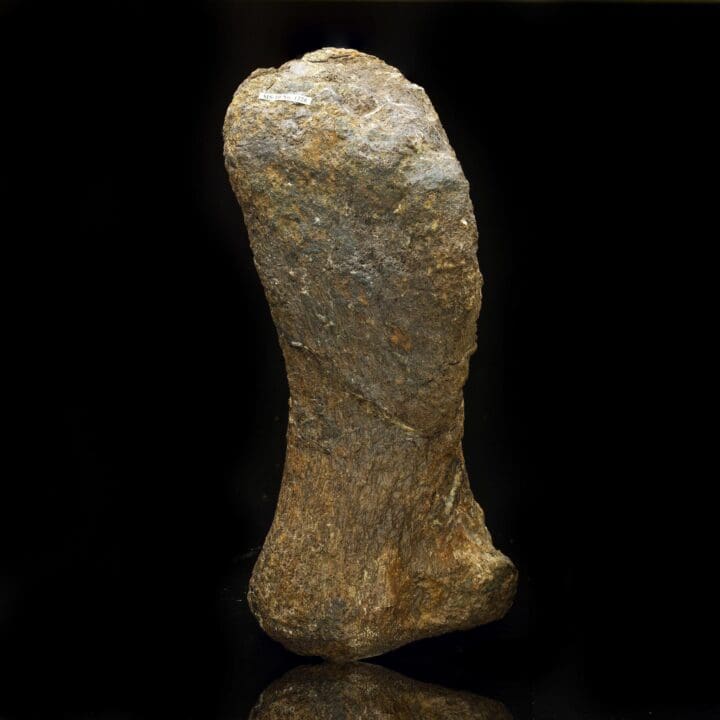 Camarasaurus Metacarpal // Late Jurassic Period - Image 2