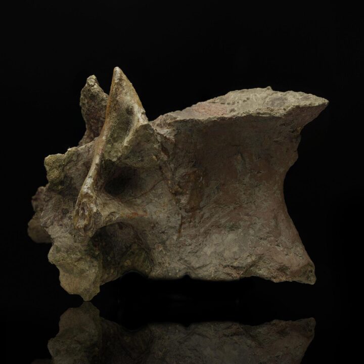 Allosaurus Dorsal Vertebra // 150 Million Years Old