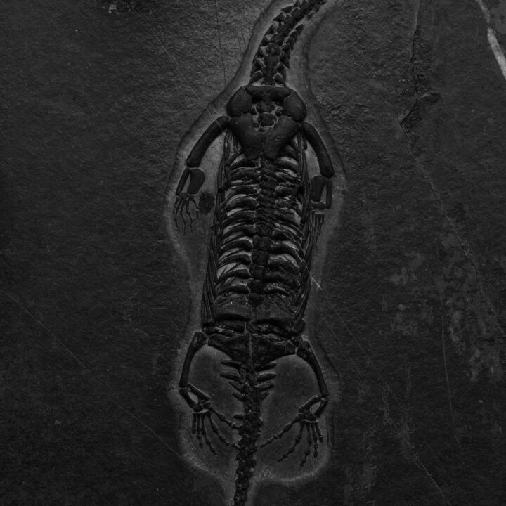 Keichousaurus Fossil - Image 4