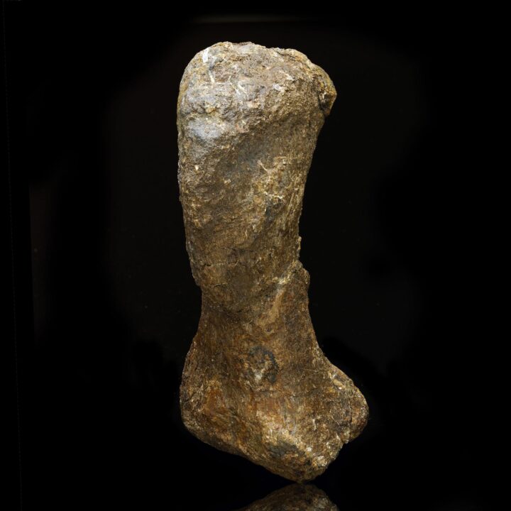 Camarasaurus Metacarpal // Late Jurassic Period - Image 3