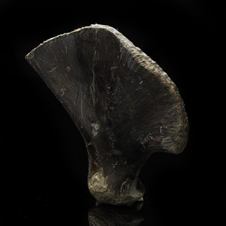 Mosasaurus Paddle – 0.82 lb - Image 3