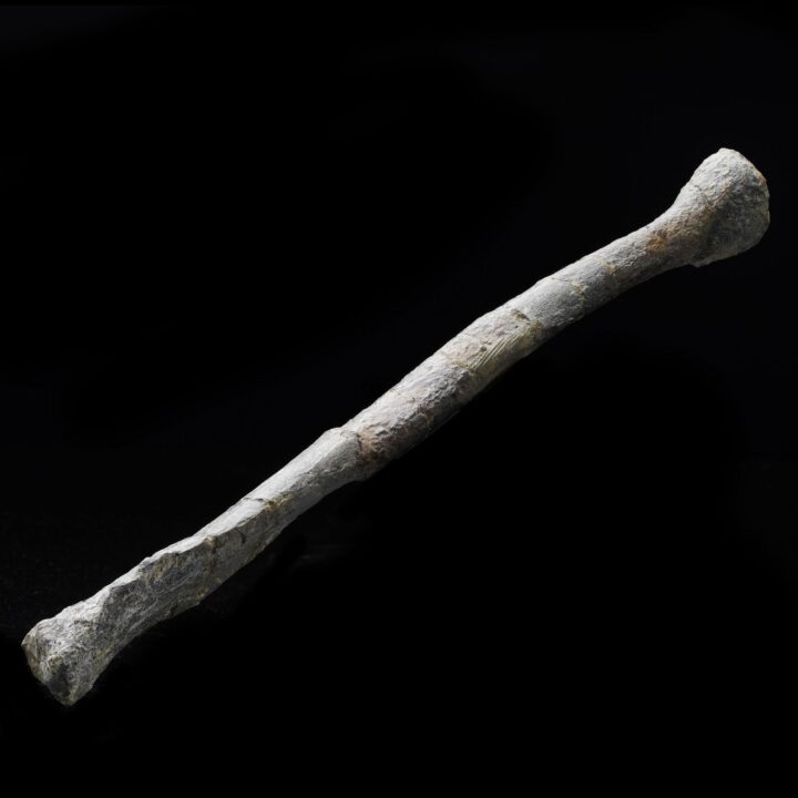 Juvenile Hypacrosaur Radius – 203 g - Image 2