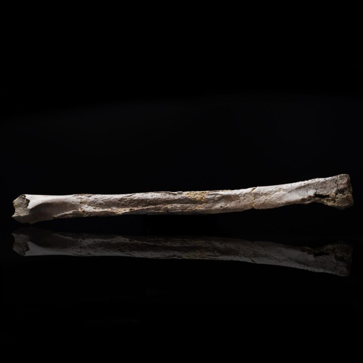 Oviraptorid Tibia – 160 g