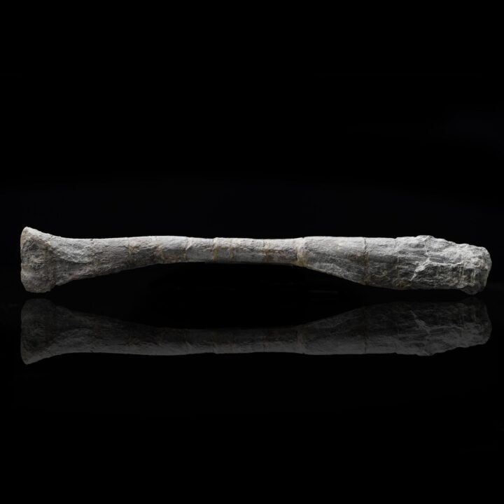 Juvenile Hypacrosaur Radius – 203 g