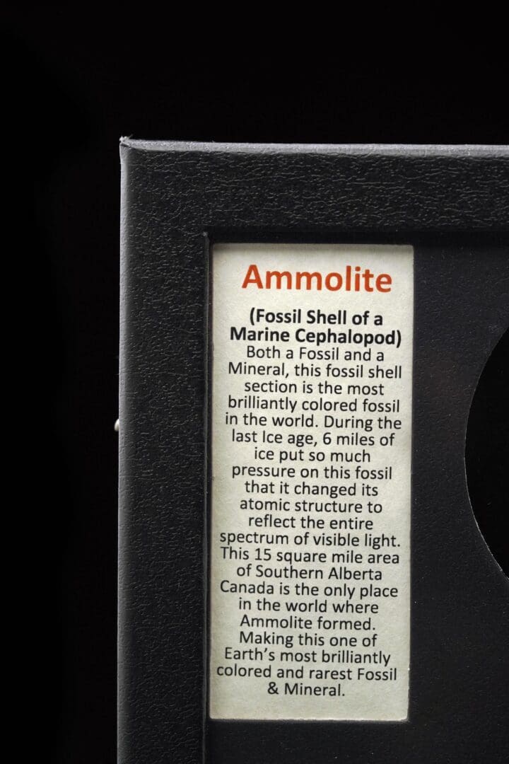 Ammolite in Collector's Box - Image 5