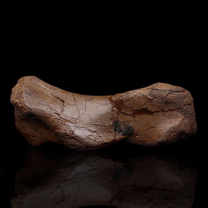 Edmontosaurus Metatarsal – 2.41 kg