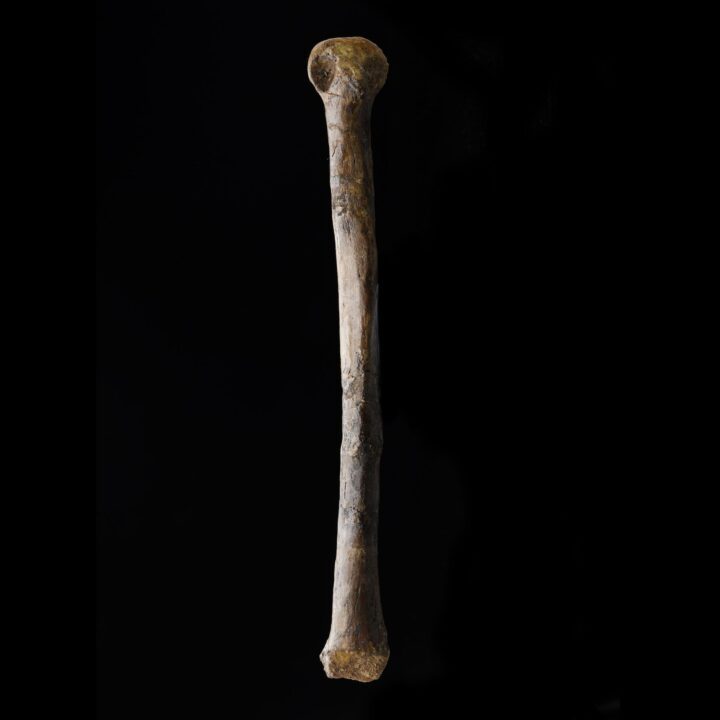 Troodon Formosus Metatarsal – 226.8 Grams - Image 2