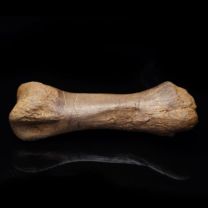 Edmontosaurus Metatarsal // 1.75 Lb. // Late Cretaceous - Image 3