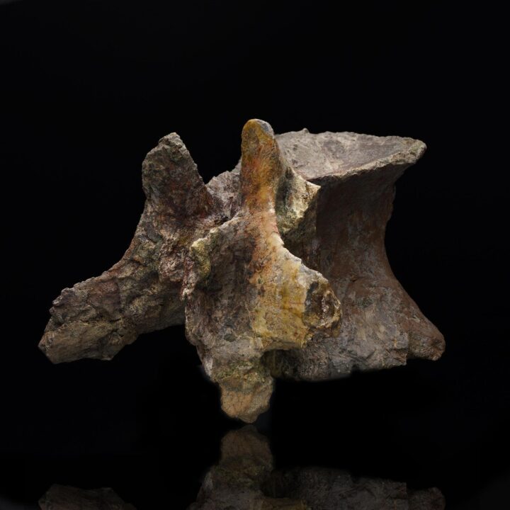 Allosaurus Dorsal Vertebra // 150 Million Years Old - Image 2