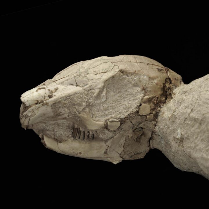 Palaeolagus Rabbit - Image 4