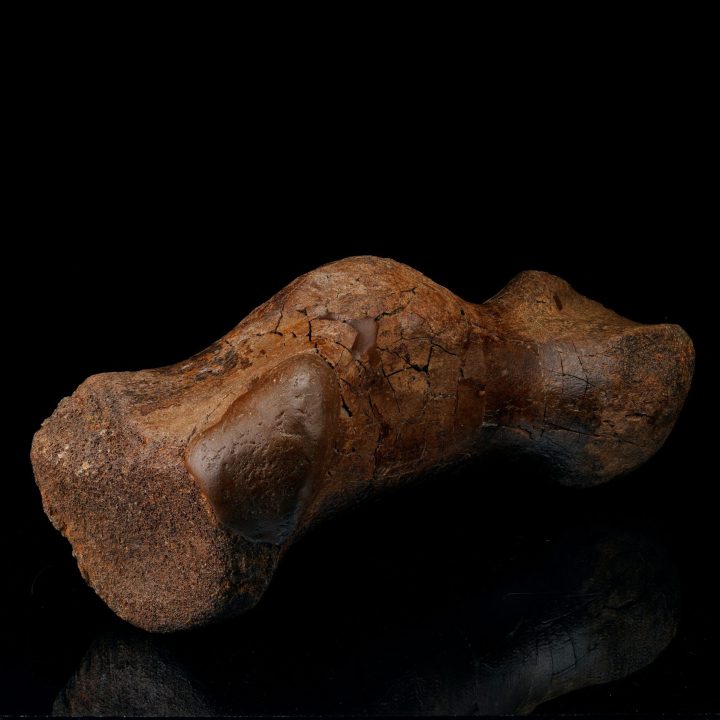 AAuthentic Hadrosaur Middle Metatarsal Fossil from Hell Creek Formation