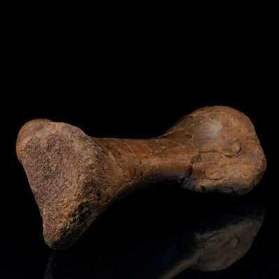 Authentic Hadrosaur Middle Metatarsal Fossil from Hell Creek Formation