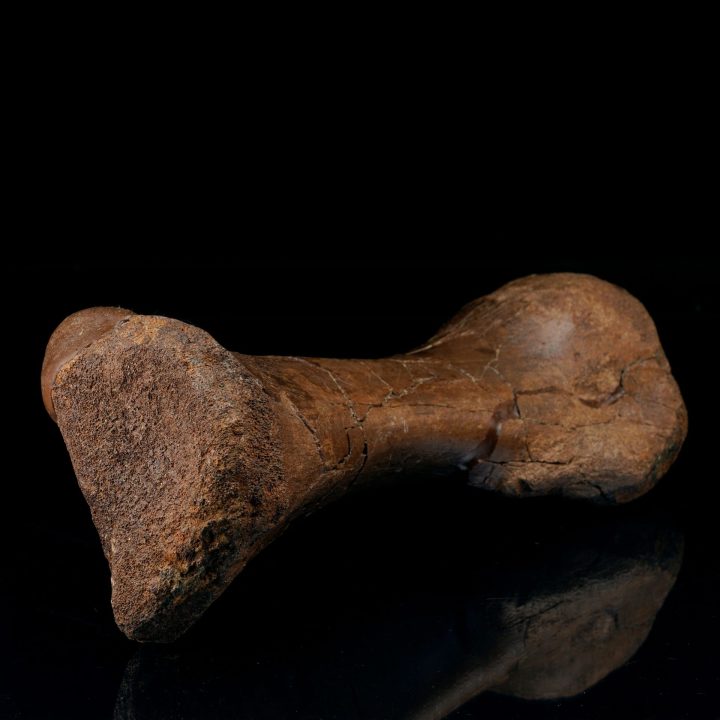 Authentic Hadrosaur Middle Metatarsal Fossil from Hell Creek Formation
