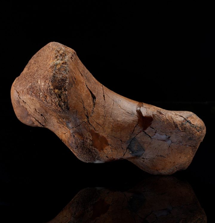 Authentic Hadrosaur Middle Metatarsal Fossil from Hell Creek Formation