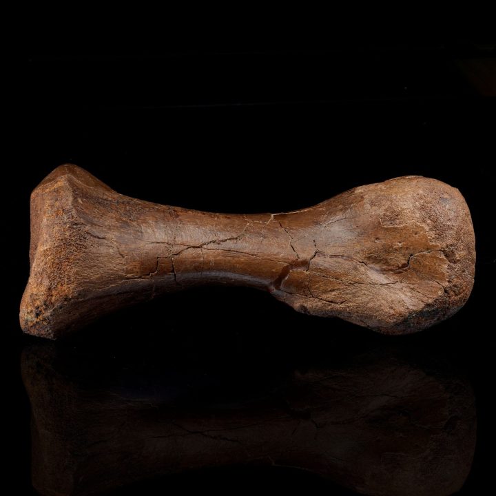 Authentic Hadrosaur Middle Metatarsal Fossil from Hell Creek Formation
