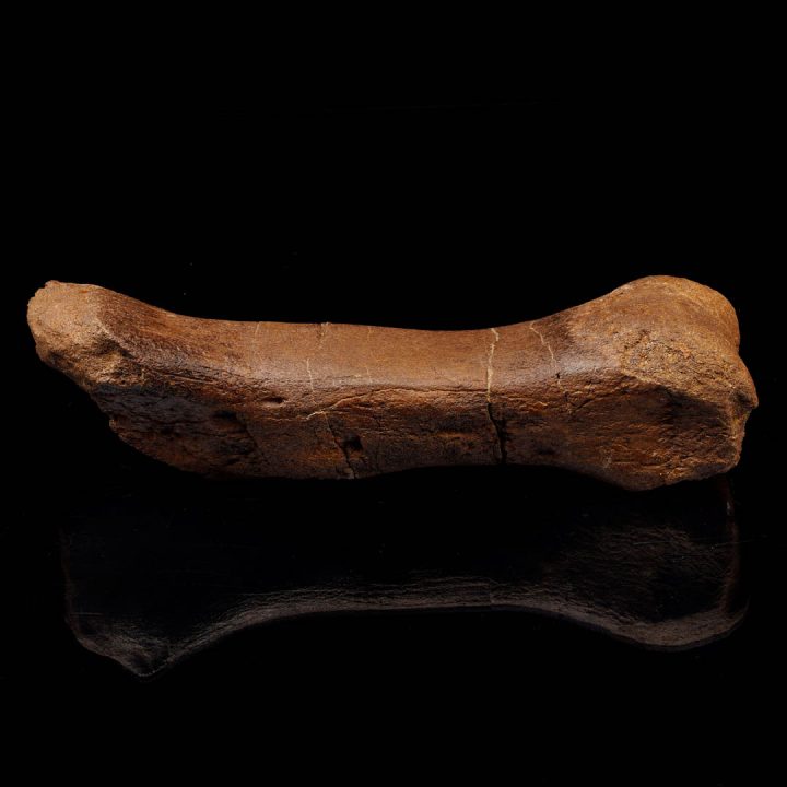 Edmontosaurus metatarsal fossil bone displayed on black background