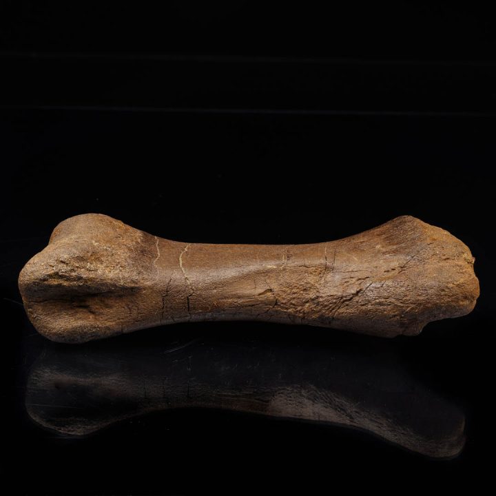 Edmontosaurus metatarsal fossil bone preserved in natural condition
