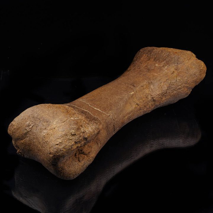 Natural Edmontosaurus metatarsal fossil displayed against dark background