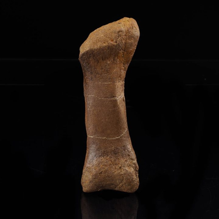 Prehistoric Edmontosaurus metatarsal bone fossil