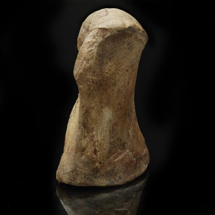 Lambeosaurus Tarsal with T-Rex Bite Mark – 0.85 lb - Image 3