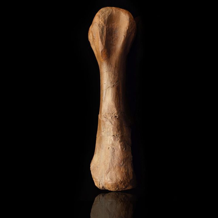 Hadrosaur Metatarsal (Middle) – 2.52 kg