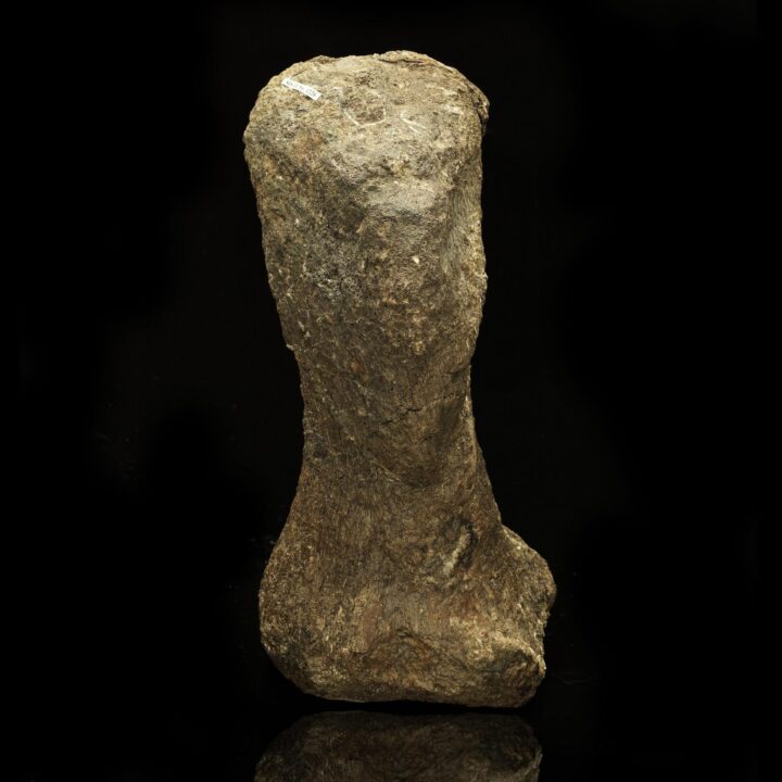 Camarasaurus Metacarpal // Late Jurassic Period