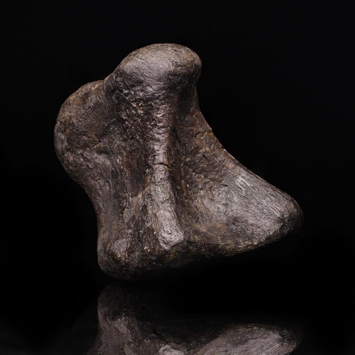 Camarasaurus Phalange – 851 g - Image 2
