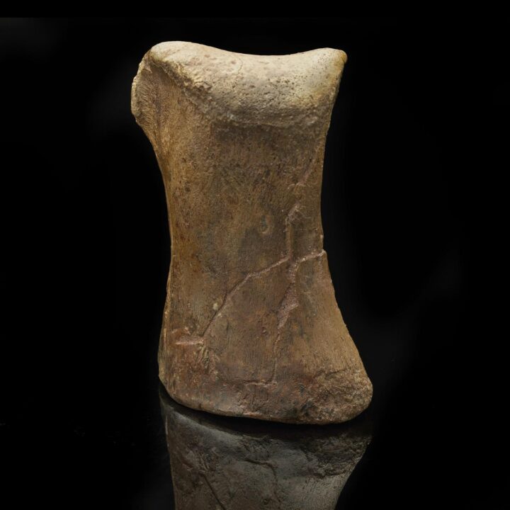 Lambeosaurus Tarsal with T-Rex Bite Mark – 0.85 lb