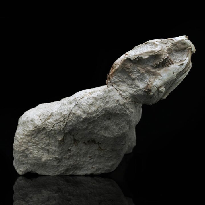 Palaeolagus Rabbit
