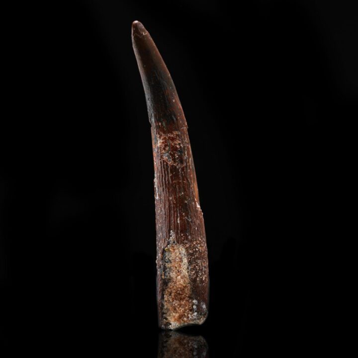Pterosaur Tooth // Sirrocopteryx Moroccensis // 2 Grams - Image 2