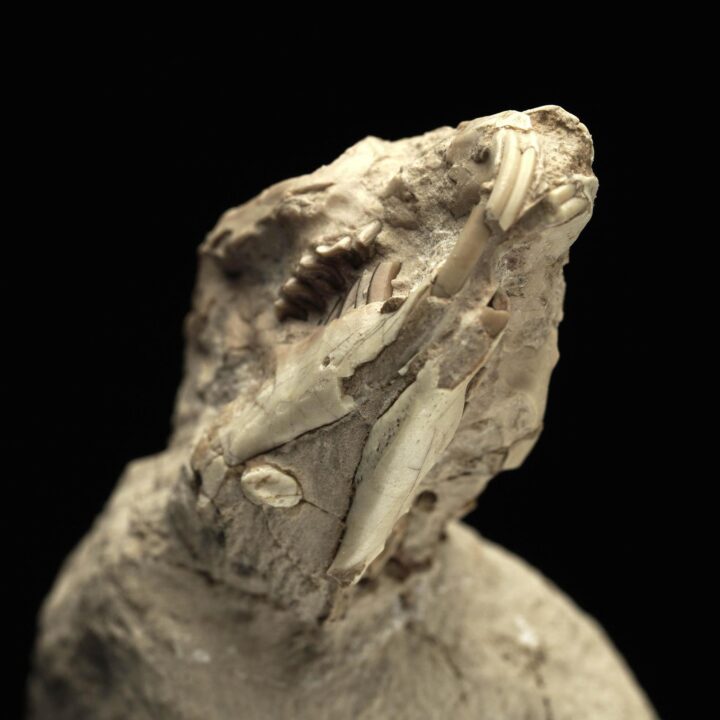Palaeolagus Rabbit - Image 2