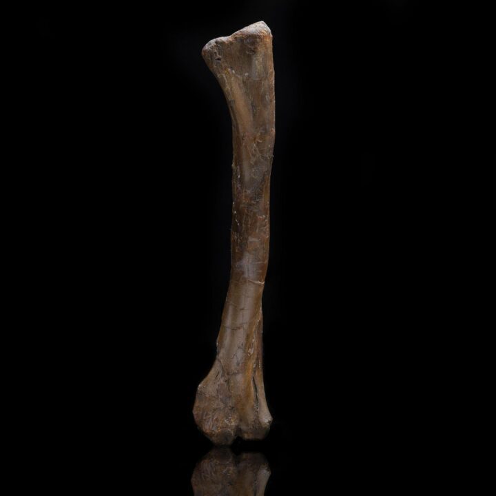 Struthiomimus altus Left Humerus – 253 g - Image 2