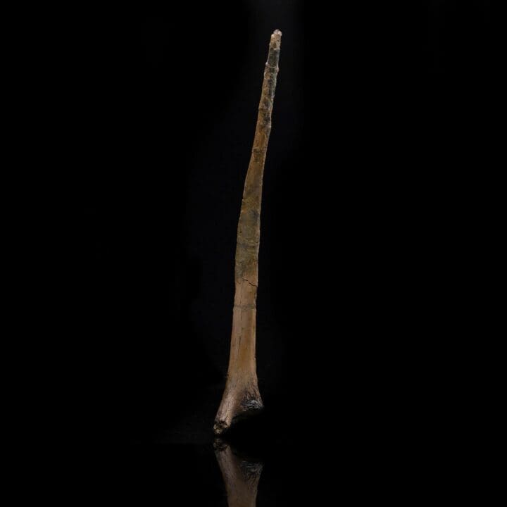 Hadrosaur Cervical Rib – 133 g - Image 3