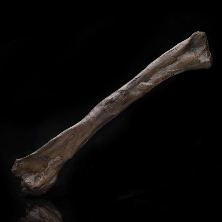Struthiomimus altus Left Humerus – 253 g - Image 3