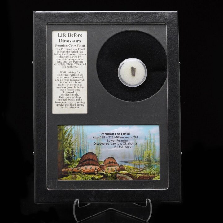 Permian Cave Fossil in Collector's Box