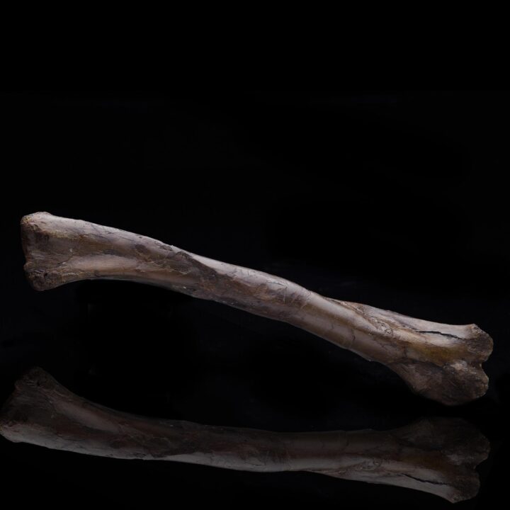 Struthiomimus altus Left Humerus – 253 g