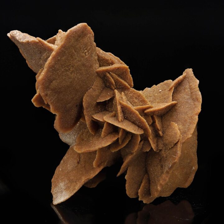 Desert Rose - Image 2